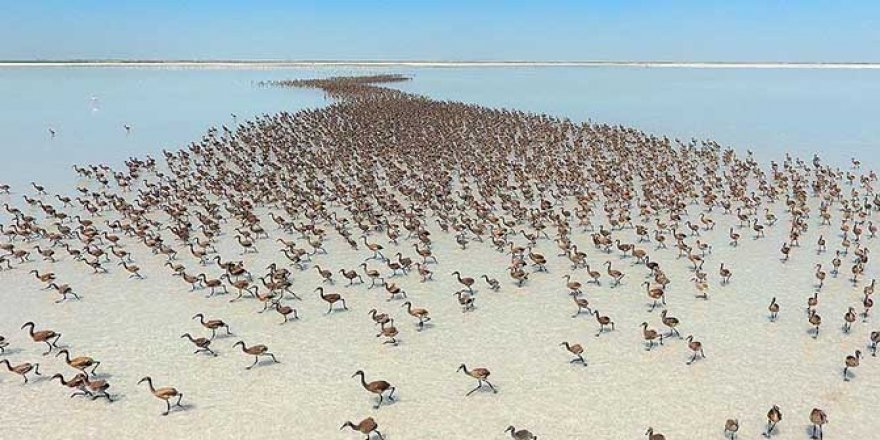 Tuz Gölü Havzası'nda 71 endemik bitki türü tespit edildi