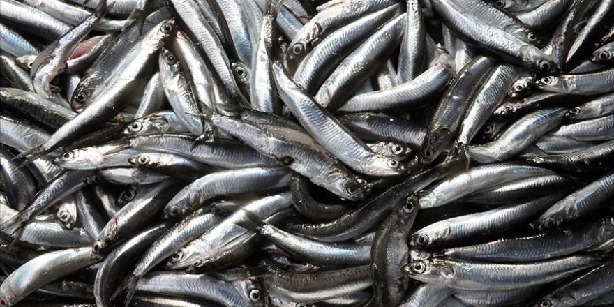 Hamsi ihracatı 6,3 milyon dolar kazandırdı