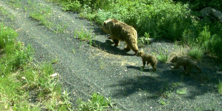 Kış uykusundan uyanan göçmen boz ayılar uydu vericileriyle takip ediliyor
