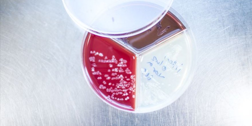 Kanada'da İsoquercetin'den koronavirüs ilacı üretilecek