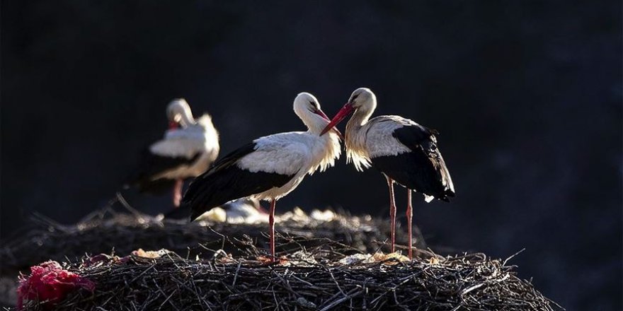 Göçmen kuşların tehlikeli düşmanı: Çevre kirliliği