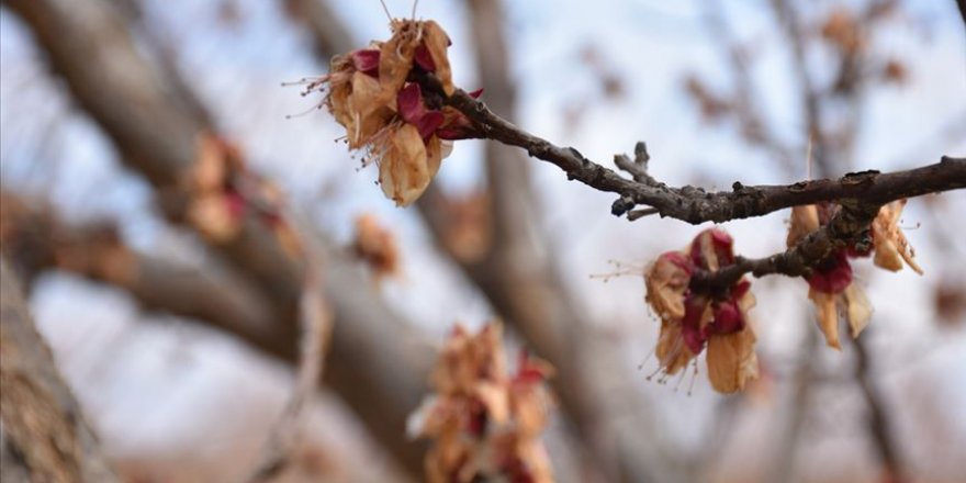 Meteorolojiden Doğu Anadolu'da 6 ilde 'zirai don' uyarısı