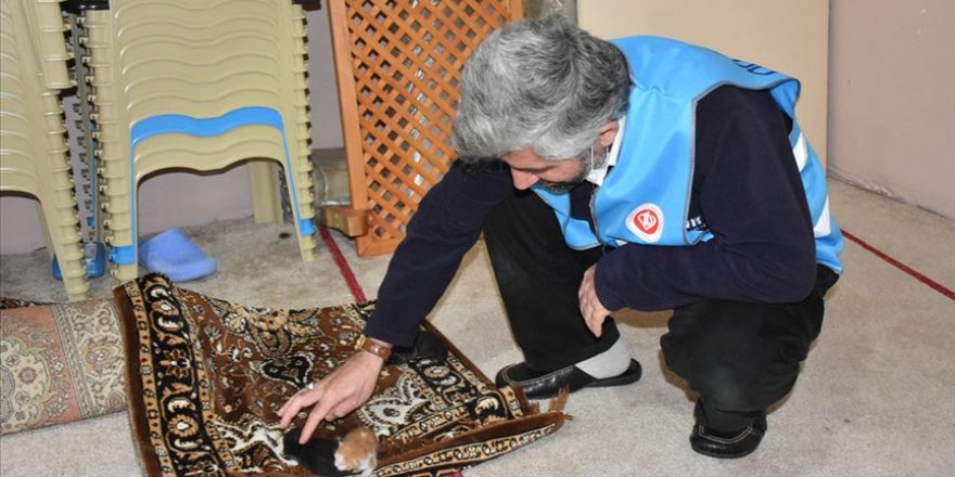 İmam, kedi yavrularına mescitte sahip çıktı