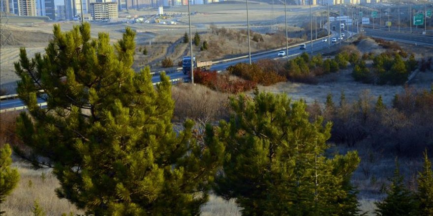 Otoyol kenarlarına 2 milyon fidan dikilecek