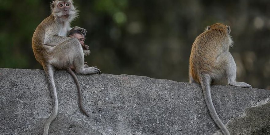 Çin'de 6,4 milyon yıl öncesine ait maymun fosilleri bulundu