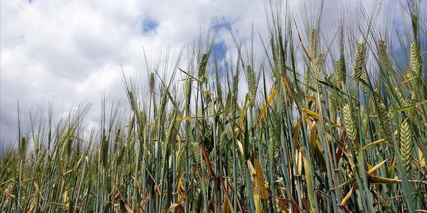 Kovid-19'dan sonra öncelikli ve stratejik sektörler tarım ve gıda