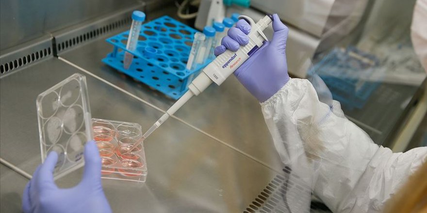 Transgenik fareler Kovid-19 aşısı ve ilaç çalışmalarını hızlandıracak