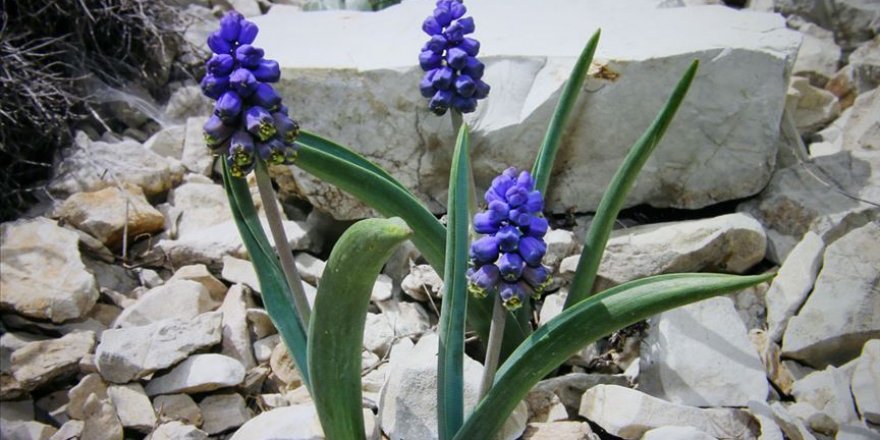 Bayburt'ta yeni sümbül türü keşfedildi