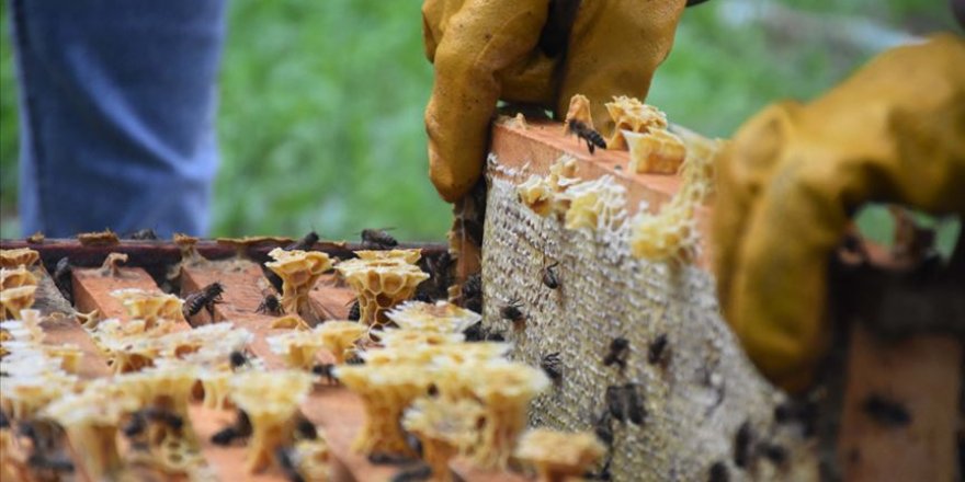 Salgında arı ürünlerine olan talep katlandı