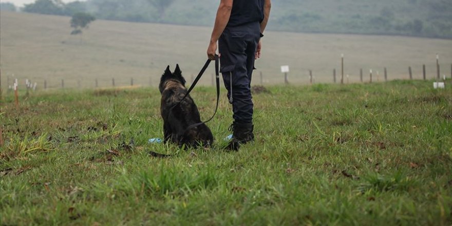 İngiltere'de köpekler Kovid-19'u koklayarak teşhis etmeleri için eğitilecek