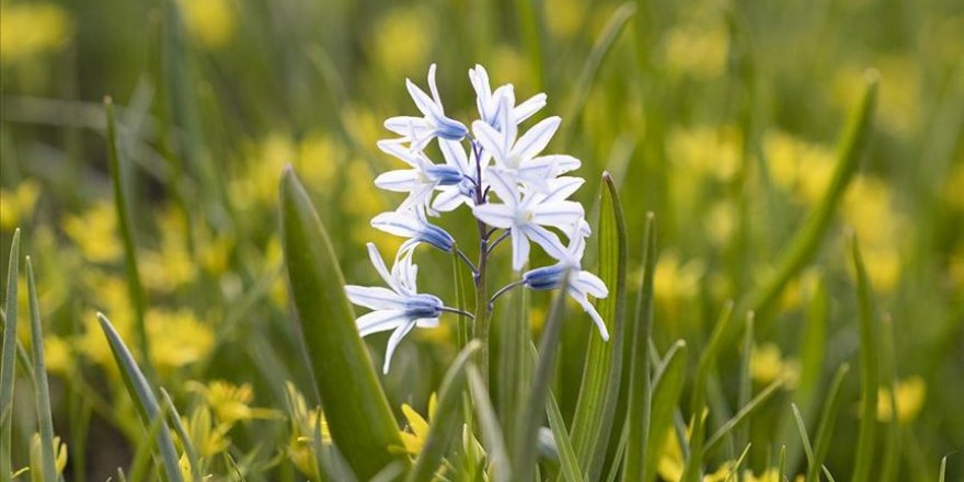 Aras Dağları kar sümbülleriyle renklendi