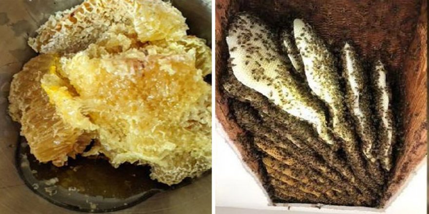 Subhanallah! Evin tavanından 60 kilo bal üreten 100 bin arı çıktı