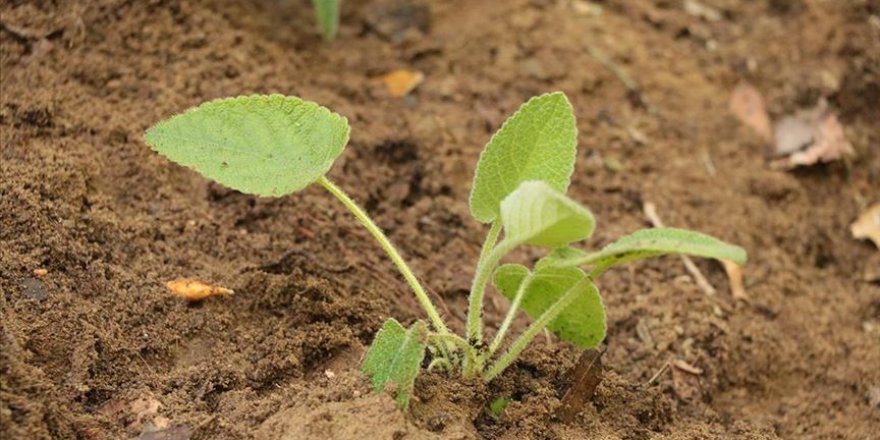 Sayıları azalan endemik bitkiler laboratuvarda çoğaltılıyor