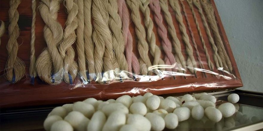 Kozadan ipeğe 'mucizevi' dönüşüm
