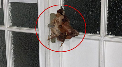 Almanya'da cami kapısına domuz kafası asıldı