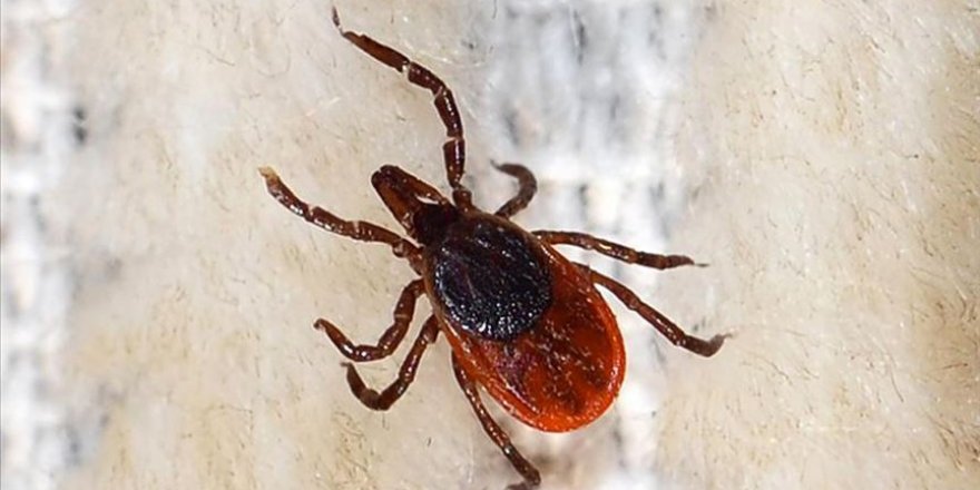 KKKA vakaları azalma eğiliminde