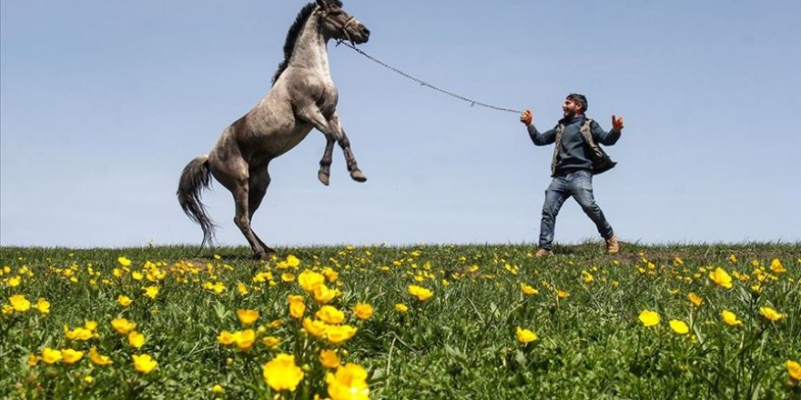 Karlar eriyip çiçekler açınca yaylalar rengarenk oldu