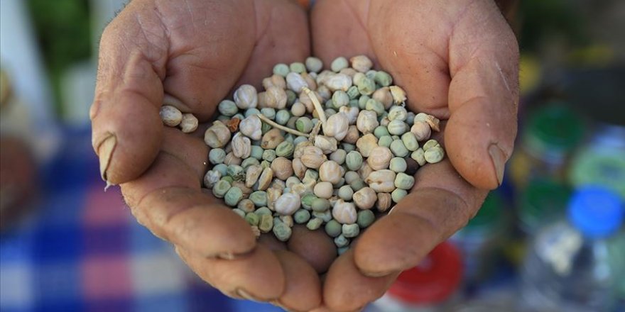 Tohumculukta İsrail'e bağımlılık söz konusu değil