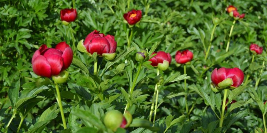 'Ayı gülü'nü koparana 73 bin 747 lira ceza