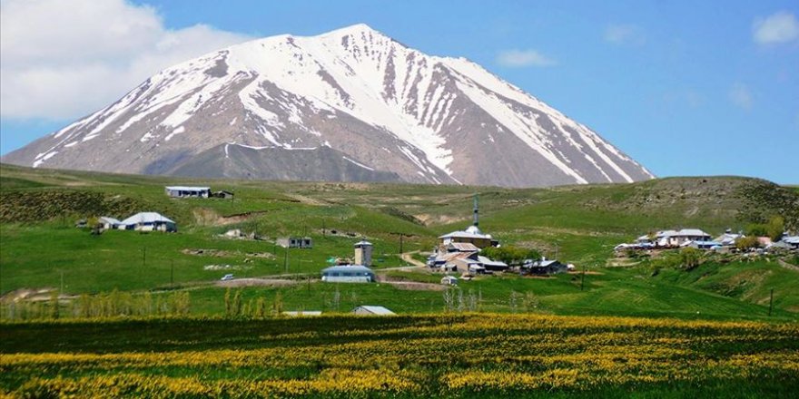 Karla kaplı Kösedağ'ın düğün çiçekleri göz kamaştırıyor