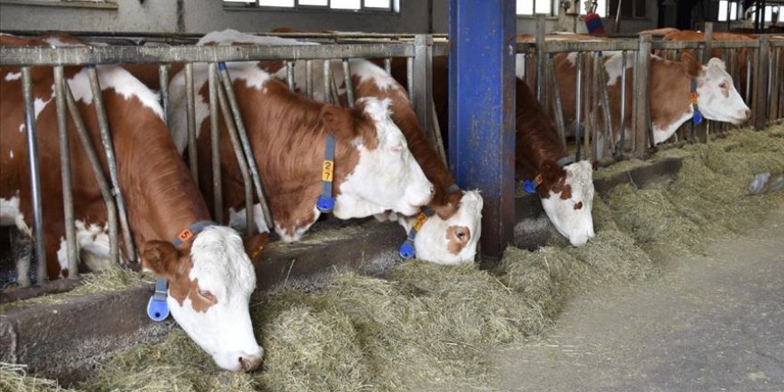 'Anadolu'nun hayvancılık ambarı' Doğu'da üretim de kalite de artırılacak