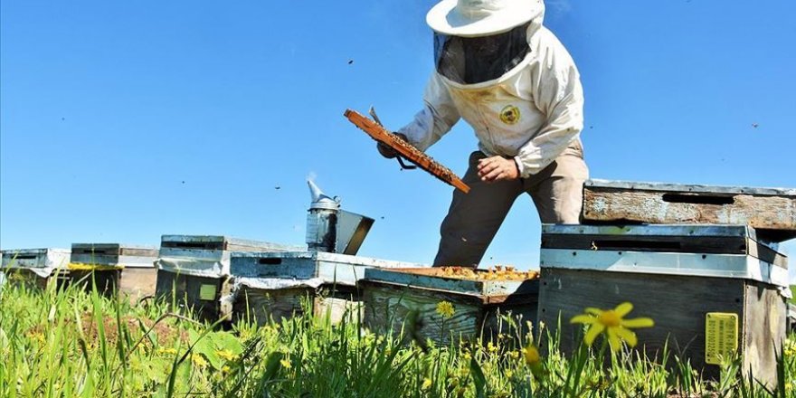 Türkiye'de geçen yıl 109 bin ton bal üretildi