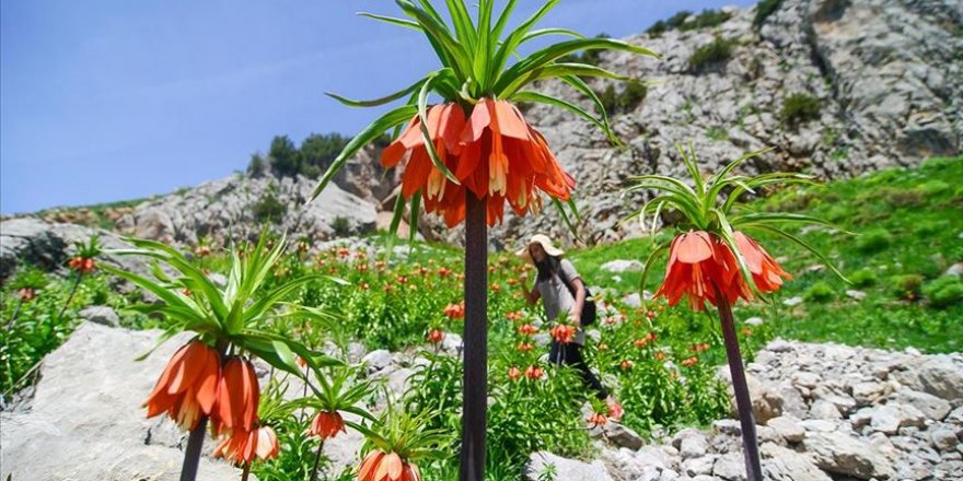 Mercan Dağları'nda açan ters laleler görsel şölen sunuyor