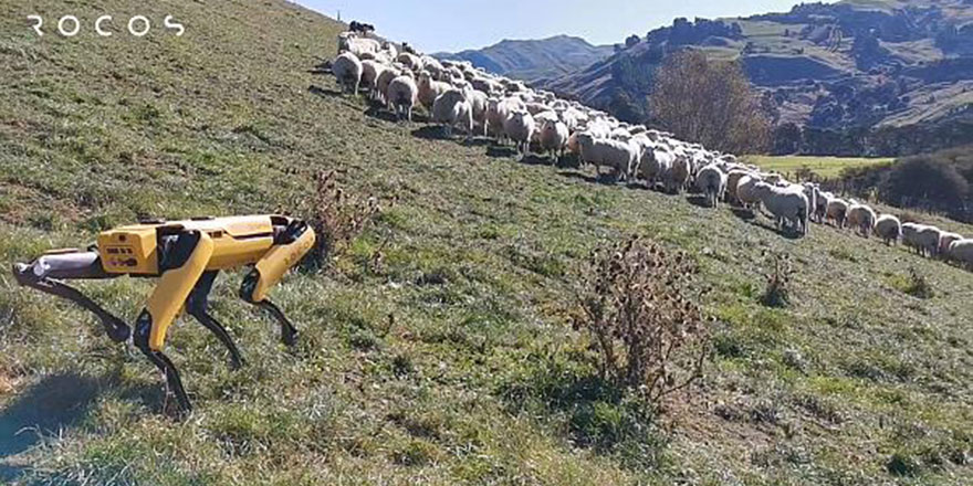 Yeni Zelandalı şirket, robot çoban köpeği geliştirdi