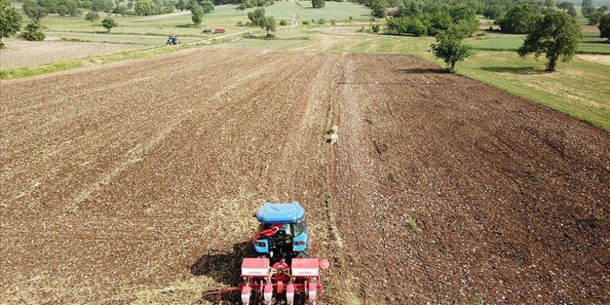 Yerli ve milli mısır tohumu yeniden toprakla buluştu