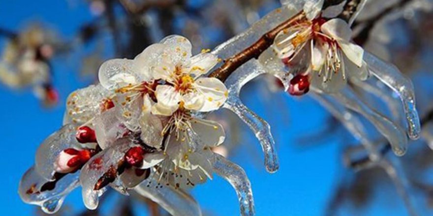 Çiftçi ve vatandaşlara zirai don ve yoğun kar yağışı uyarısı