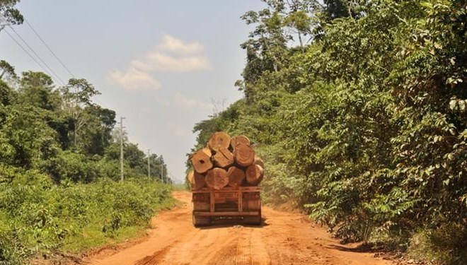 WWF: 'Salgın döneminde orman katliamı arttı'