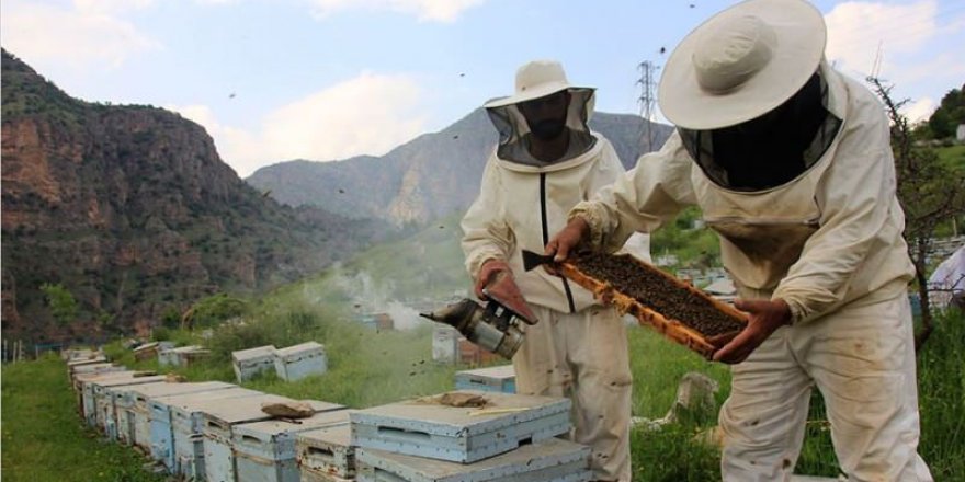 Binlerce metre yükseklikte üretiliyor! Bu yıl rekor kırılacak