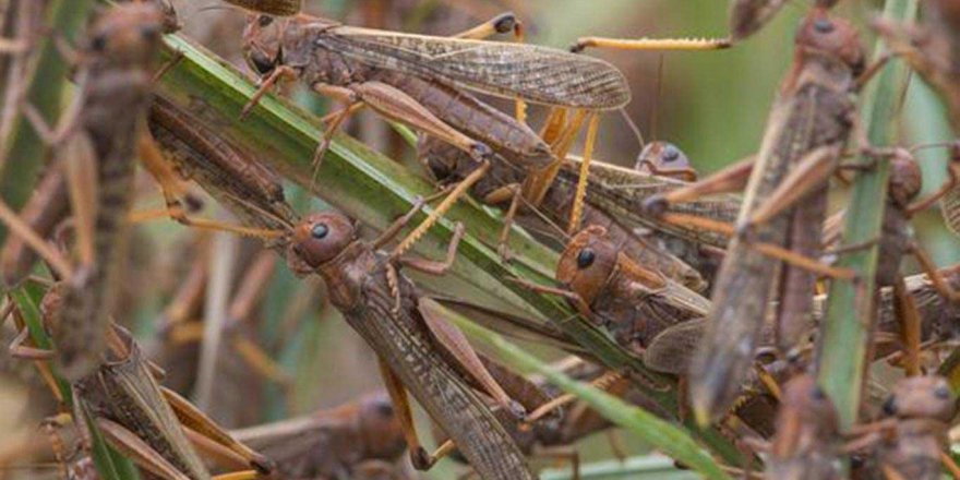 Dubai çekirge sürülerinin istilasına uğradı