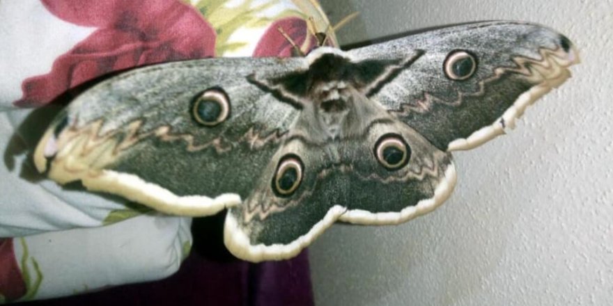 Subhanallah! Osmaniye'de kanat açıklığı 16 santimetre olan kelebek