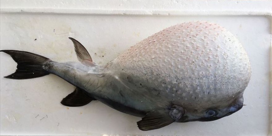 Akdeniz'de yerli balıklar azalıyor, tropikal balık türleri artıyor