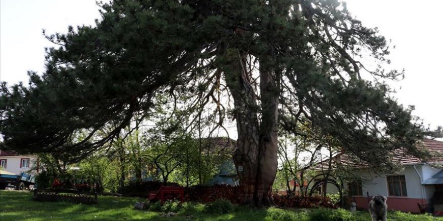 870 yıllık 'Bayram Çamı' en sessiz bayramını geçiriyor