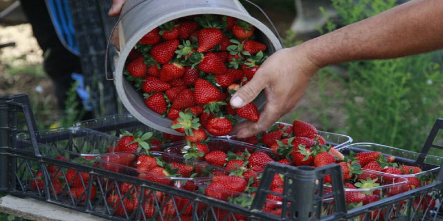Çilekte görülen kurtçukların zararı yok