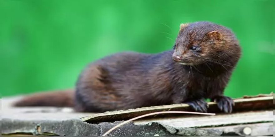 Prof. Dr. Oğuztürk vizonlarda görülen mutasyona uğramış Covid-19 virüsü hakkında uyardı