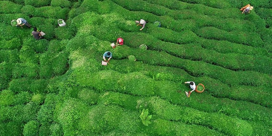 ÇAYKUR'dan yaş çay alımı ve kontenjan uygulaması açıklaması