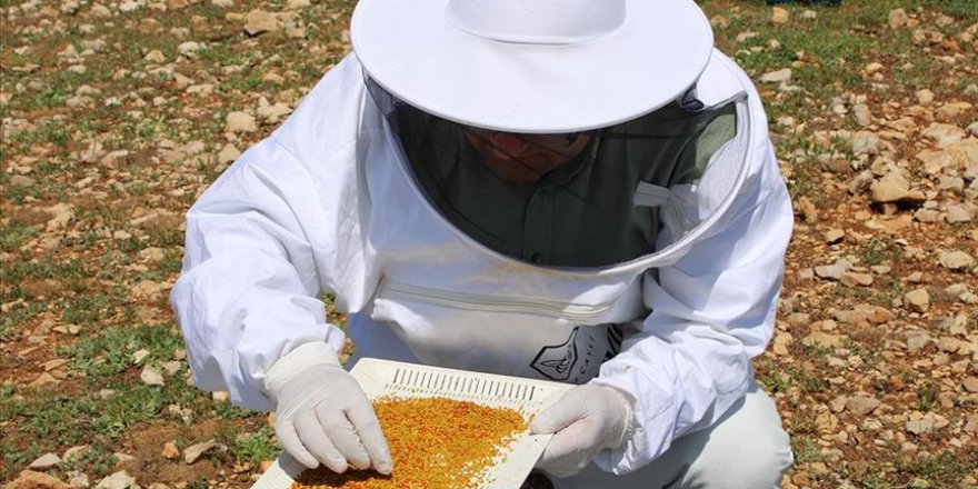 Adıyamanlı arıcılar sezonun ilk polen hasadına başladı
