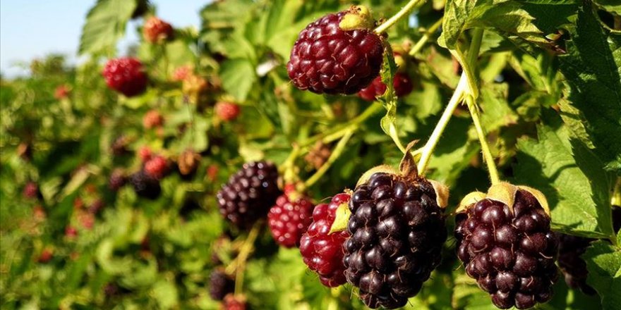 Osmaniye'de erkenci böğürtlen hasadı başladı