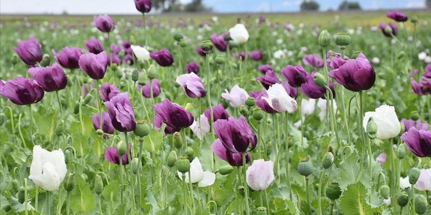 Haşhaş tarlaları 'mor beyaz' gelinliğini giydi
