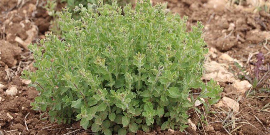 Kekiğin 8 yeni türü keşfedildi