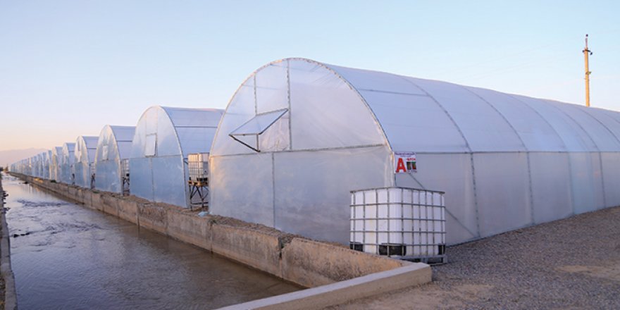 Özbekistan'da dar gelirli ailelere sera desteği