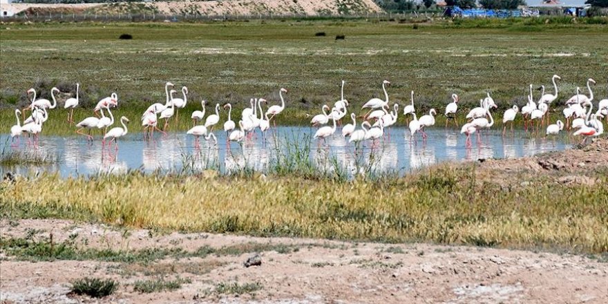 Tuz Gölü misafiri flamingolar sonbahara kadar kalacakları evlerine geldi