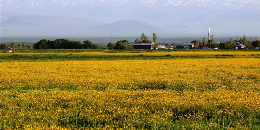 Düğün çiçeklerinin sarıya boyadığı Ağrı Ovası etkiliyor