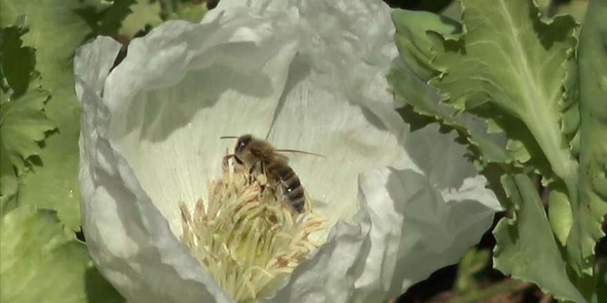 Afyonkarahisar'da arıcıların gözdesi haşhaş poleni