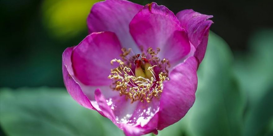 'Yörük Gülü'nü koparana 73 bin lira ceza