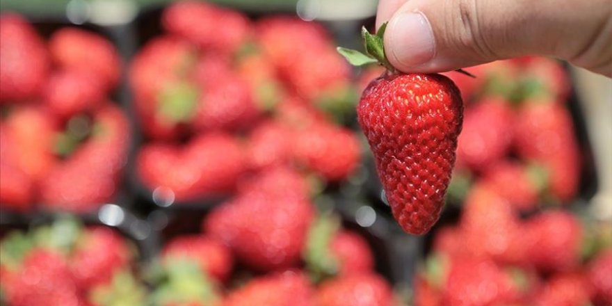 Yaylalara kurulan çilek bahçeleri gelir kapısı oldu