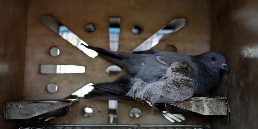 Hindistan, Müslüman adamın güvercinini casuslukla suçladı!